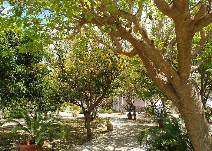 Limoneto Ischia * Forio di Ischia