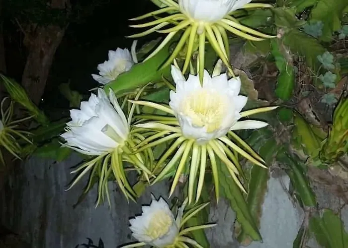 Limoneto Ischia *