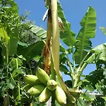Limoneto Ischia *