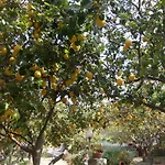 Limoneto Ischia Σπίτι διακοπών