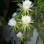 Limoneto Ischia *