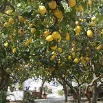 Limoneto Ischia Σπίτι διακοπών Forio di Ischia