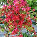 Limoneto Ischia Σπίτι διακοπών *