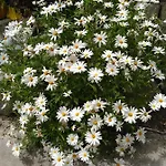 Σπίτι διακοπών Limoneto Ischia Forio di Ischia