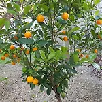 Limoneto Ischia Σπίτι διακοπών *