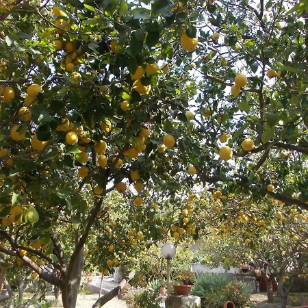 Limoneto Ischia Ferienhaus