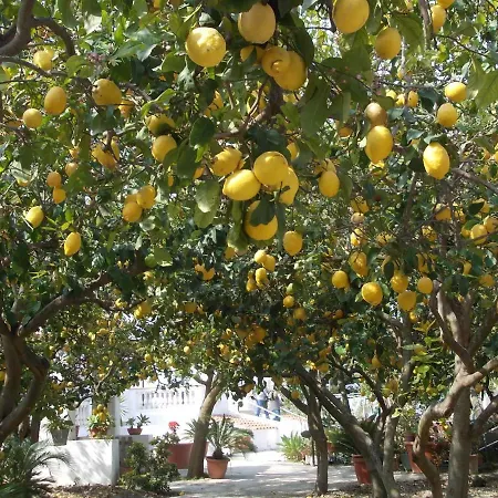 Limoneto Ischia Ferienhaus Forio di Ischia