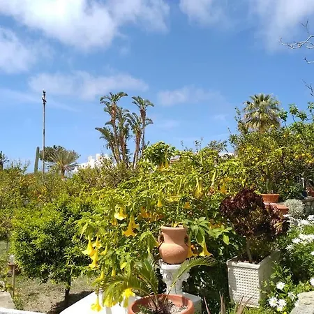 Limoneto Ischia Forio (Isola d'Ischia)