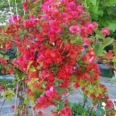 Limoneto Ischia Ferienhaus *