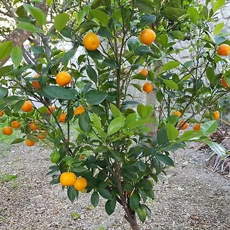 Limoneto Ischia Ferienhaus *