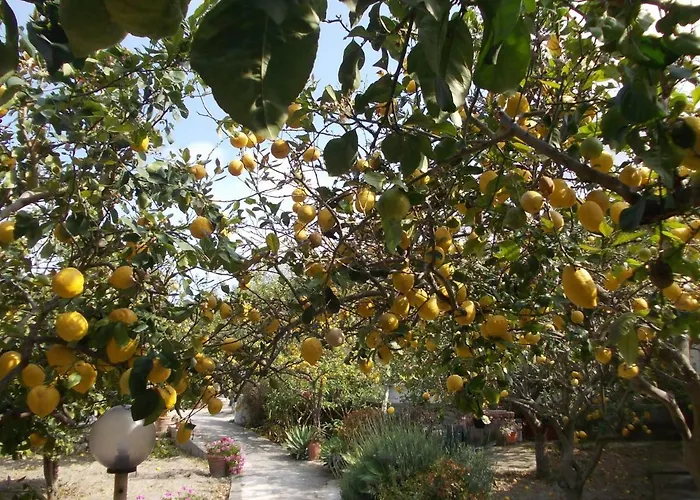 Limoneto Ischia *