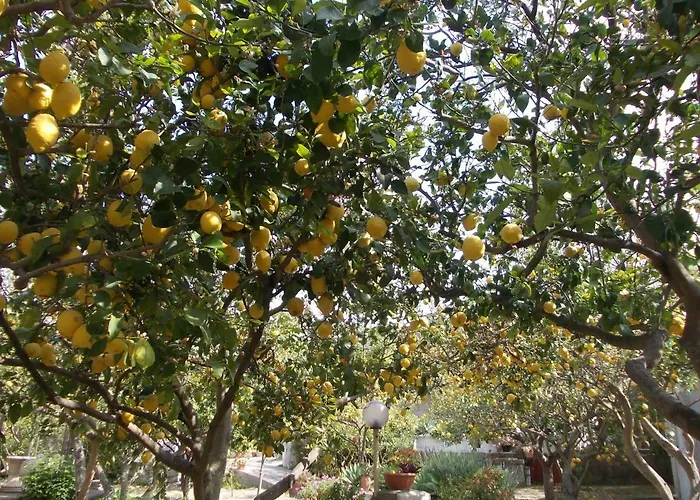 Limoneto Ischia Ferienhaus
