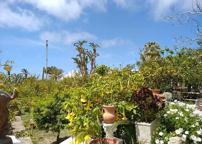 Limoneto Ischia Forio di Ischia